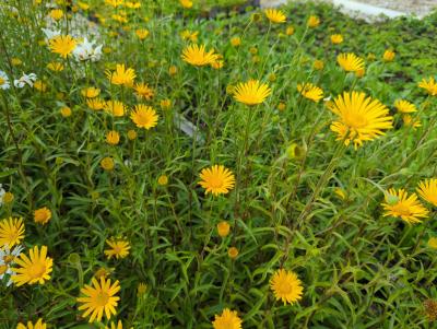 Bild von /bilder/bluehapp/thumb/bups_Buphtalmum_salicifolium_P-1541000004_T-b_Y-24_K-23_12826_aktiv_.jpg
