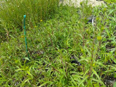 Bild von /bilder/bluehapp/thumb/bups_Buphtalmum_salicifolium_P-1541000004_T-k_Y-24_K-19_21576_aktiv_.jpg
