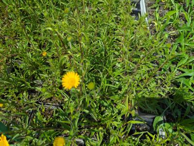 Bild von /bilder/bluehapp/thumb/bups_Buphtalmum_salicifolium_P-1541000004_T-k_Y-24_K-20_75347_aktiv_.jpg