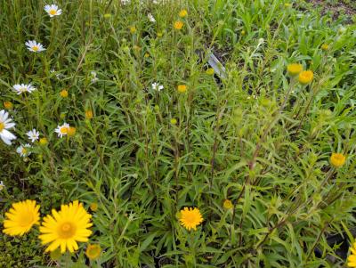 Bild von /bilder/bluehapp/thumb/bups_Buphtalmum_salicifolium_P-1541000004_T-k_Y-24_K-21_96048_aktiv_.jpg