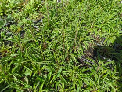 Bild von /bilder/bluehapp/thumb/bups_Buphthalmum_salicifolium_P-1541000001_T-k_Y-24_K-18_65281_aktiv_.jpg