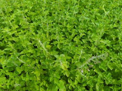 Bild von /bilder/bluehapp/thumb/caln_Calamintha_nepeta_P-1581500001_T-k_Y-24_K-25_80481_aktiv_.jpg