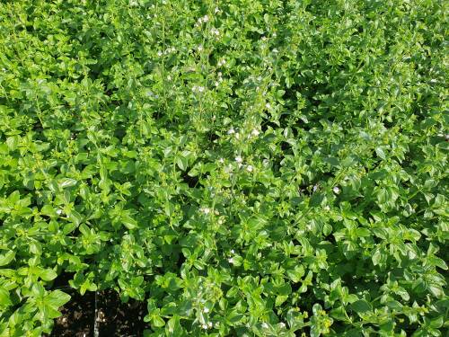 Bild von calnn_Calamintha_nepeta___Triumphator___P-1581010001_T-k_Y-21_K-32_32743_aktiv_.jpg
