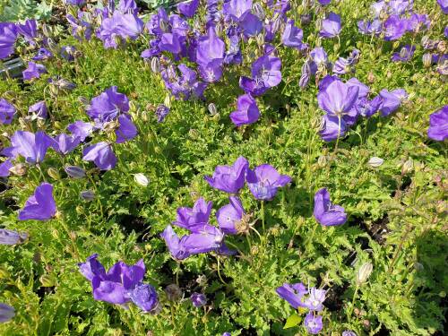 Bild von /bilder/bluehapp/thumb/camcbc_Campanula_carpatica___Blaue_Clips___P-1641510001_T-b_Y-21_K-29_47520_aktiv_.jpg