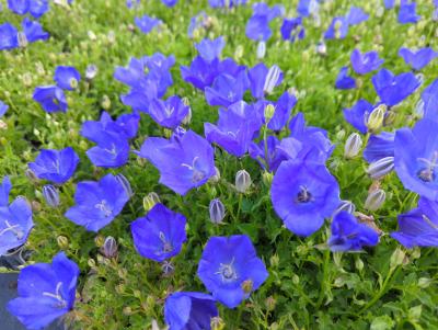 Bild von /bilder/bluehapp/thumb/camcbc_Campanula_carpatica___Blaue_Clips___P-1641510001_T-b_Y-22_K-23_53568_aktiv_.jpg