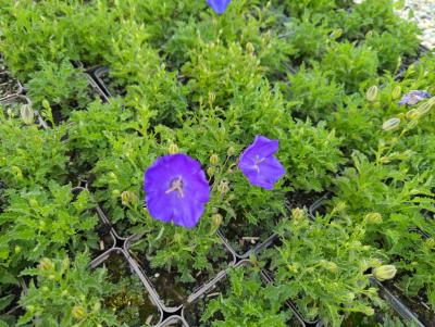 Bild von /bilder/bluehapp/thumb/camcbc_Campanula_carpatica___Blaue_Clips___P-1641510001_T-k_Y-23_K-25_15235_aktiv_.jpg