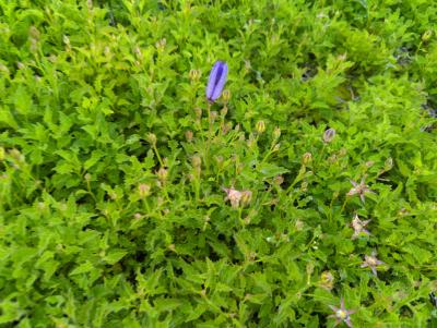 Bild von /bilder/bluehapp/thumb/camcbc_Campanula_carpatica___Blaue_Clips___P-1641510001_T-k_Y-24_K-24_70559_aktiv_.jpg