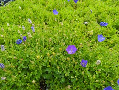 Bild von /bilder/bluehapp/thumb/camcbc_Campanula_carpatica___Blaue_Clips___P-1641510001_T-k_Y-24_K-25_84366_aktiv_.jpg