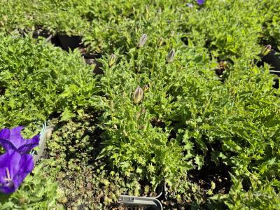 Bild von /bilder/bluehapp/thumb/camcbc_Campanula_carpatica___Blaue_Clips___P-1641510001_T-k_Y-25_K-24_16176.jpg