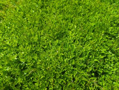 Bild von camco_Campanula_cochleariifolia__pusilla__P-1642500001_T-k_Y-22_K-24_51827_aktiv_.jpg