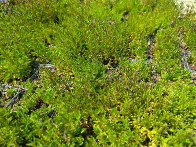 Bild von camco_Campanula_cochleariifolia__pusilla__P-1642500001_T-k_Y-23_K-23_99528_aktiv_.jpg