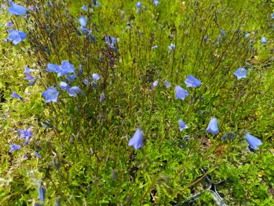 Bild von /bilder/bluehapp/thumb/camco_Campanula_cochleariifolia__pusilla__P-1642500001_T-k_Y-23_K-24_59206_aktiv_.jpg