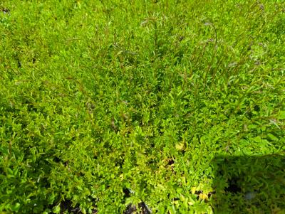 Bild von /bilder/bluehapp/thumb/camco_Campanula_cochleariifolia__pusilla__P-1642500001_T-k_Y-24_K-23_67010_aktiv_.jpg