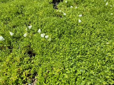 Bild von /bilder/bluehapp/thumb/camcoal_Campanula_cochlaeriifolia___Alba___P-1642510001_T-k_Y-25_K-23_44978.jpg