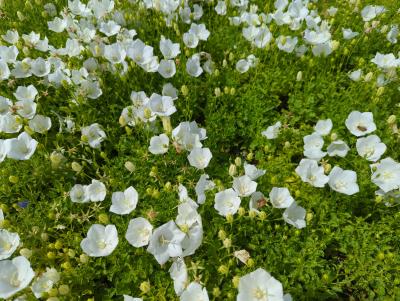 Bild von /bilder/bluehapp/thumb/camcwc_Campanula_carpatica___Weiße_Clips___P-1641535001_T-b_Y-24_K-27_72547_aktiv_.jpg