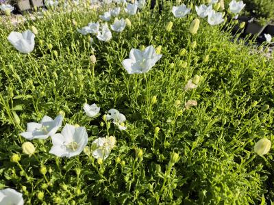 Bild von /bilder/bluehapp/thumb/camcwc_Campanula_carpatica___Weiße_Clips___P-1641535001_T-b_Y-25_K-25_47905.jpg