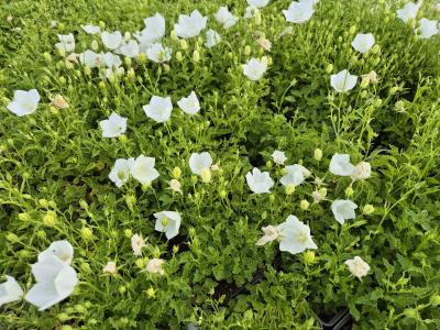 Bild von /bilder/bluehapp/thumb/camcwc_Campanula_carpatica___Weiße_Clips___P-1641535001_T-b_Y-25_K-26_24290.jpg
