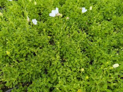 Bild von /bilder/bluehapp/thumb/camcwc_Campanula_carpatica___Weiße_Clips___P-1641535001_T-k_Y-23_K-25_71188_aktiv_.jpg
