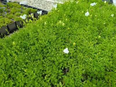 Bild von /bilder/bluehapp/thumb/camcwc_Campanula_carpatica___Weiße_Clips___P-1641535001_T-k_Y-24_K-25_95418_aktiv_.jpg
