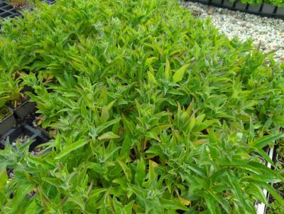Bild von /bilder/bluehapp/thumb/camgda_Campanula_glomerata___Dahurica___P-1644015001_T-k_Y-24_K-18_37413_aktiv_.jpg