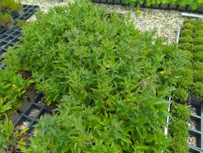 Bild von /bilder/bluehapp/thumb/camgda_Campanula_glomerata___Dahurica___P-1644015001_T-k_Y-24_K-19_55221_aktiv_.jpg