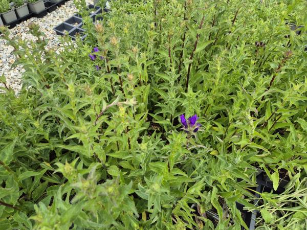 Bild von /bilder/bluehapp/thumb/camgda_Campanula_glomerata___Dahurica___P-1644015001_T-k_Y-26_K-23_75300.jpg