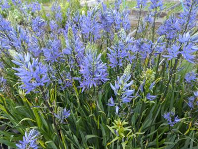 Bild von /bilder/bluehapp/thumb/camlca_Camassia_leichtlinii___Caerulea___P-1633000001_T-b_Y-23_K-20_86849_aktiv_.jpg