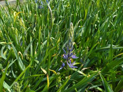 Bild von /bilder/bluehapp/thumb/camlca_Camassia_leichtlinii___Caerulea___P-1633000001_T-k_Y-23_K-18_88157_aktiv_.jpg