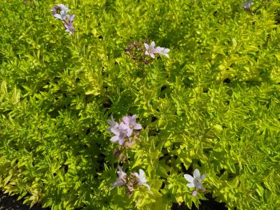 Bild von /bilder/bluehapp/thumb/camlla_Campanula_lactiflora___Loddon_Anne___P-1645510001_T-k_Y-22_K-28_16795_aktiv_.jpg