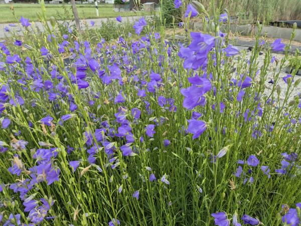 Bild von /bilder/bluehapp/thumb/camp_Campanula_persicifolia_UG11_P-1646000001_T-b_Y-26_K-24_38253.jpg