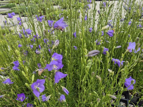 Bild von /bilder/bluehapp/thumb/camp_Campanula_persicifolia_UG11_P-1646000001_T-k_Y-26_K-23_78599.jpg