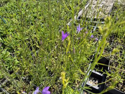 Bild von /bilder/bluehapp/thumb/campat_Campanula_patula_UG16_P-1645800001_T-k_Y-26_K-19_81372.jpg