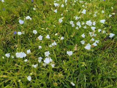 Bild von /bilder/bluehapp/thumb/campga_Campanula_pers____Grandiflora_Alba___P-1646015001_T-b_Y-22_K-27_71290_aktiv_.jpg