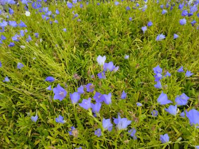 Bild von /bilder/bluehapp/thumb/campgr_Campanula_persicifolia___Grandiflora_P-1646020001_T-b_Y-22_K-27_71661_aktiv_.jpg