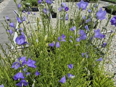 Bild von /bilder/bluehapp/thumb/campgr_Campanula_persicifolia___Grandiflora_P-1646020001_T-b_Y-25_K-23_97279.jpg