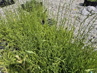 Bild von /bilder/bluehapp/thumb/campgr_Campanula_persicifolia___Grandiflora_P-1646020001_T-k_Y-25_K-21_15015.jpg