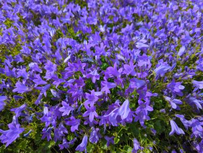 Bild von /bilder/bluehapp/thumb/campobh_Campanula_port____Birch_Hybrid___P-1646410001_T-b_Y-22_K-23_44722_aktiv_.jpg