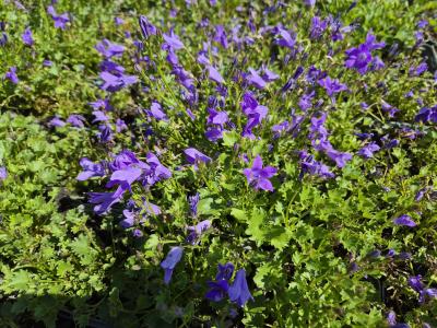 Bild von /bilder/bluehapp/thumb/campobh_Campanula_port____Birch_Hybrid___P-1646410001_T-b_Y-25_K-24_34571.jpg