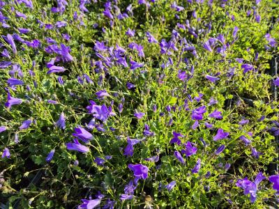 Bild von /bilder/bluehapp/thumb/campobh_Campanula_port____Birch_Hybrid___P-1646410001_T-b_Y-25_K-25_48256.jpg
