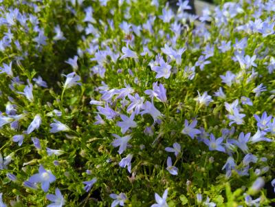 Bild von /bilder/bluehapp/thumb/campoli_Campanula_portenschlagiana___Lieselo_P-1646450001_T-b_Y-22_K-23_32836_aktiv_.jpg