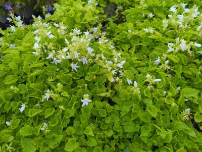 Bild von /bilder/bluehapp/thumb/camposfr_Campanula_poscharskyana___E_H_Frost___P-1646615001_T-b_Y-24_K-24_56288_aktiv_.jpg