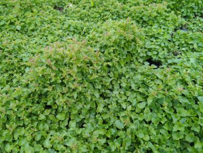 Bild von /bilder/bluehapp/thumb/camposlis_Campanula_poscharskyana___Lisduggan___P-1646621001_T-k_Y-23_K-20_37309_aktiv_.jpg