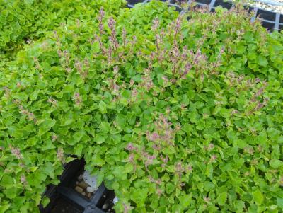 Bild von /bilder/bluehapp/thumb/camposlis_Campanula_poscharskyana___Lisduggan___P-1646621001_T-k_Y-24_K-21_52194_aktiv_.jpg