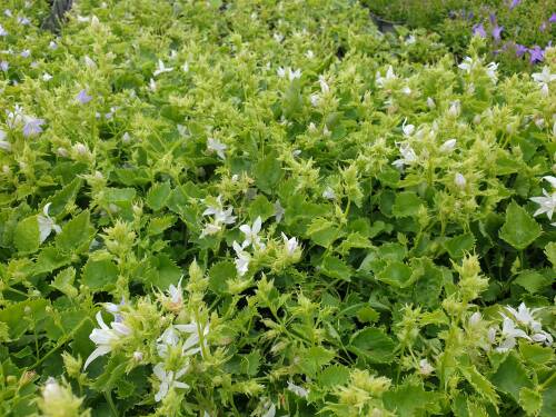 Bild von /bilder/bluehapp/thumb/campossch_Campanula_posch____Schneeranke___P-1646619501_T-b_Y-21_K-28_80661_aktiv_.jpg