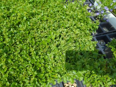 Bild von /bilder/bluehapp/thumb/campostt_Campanula_posch____Templ__Teppich_____P-1646623001_T-k_Y-24_K-20_40743_aktiv_.jpg