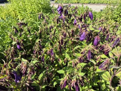 Bild von /bilder/bluehapp/thumb/campusa_Campanula_punctata___Sarastro___P-1647150001_T-b_Y-25_K-24_30213.jpg