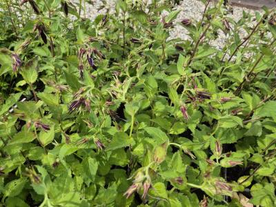 Bild von /bilder/bluehapp/thumb/campusa_Campanula_punctata___Sarastro___P-1647150001_T-k_Y-25_K-23_18159.jpg