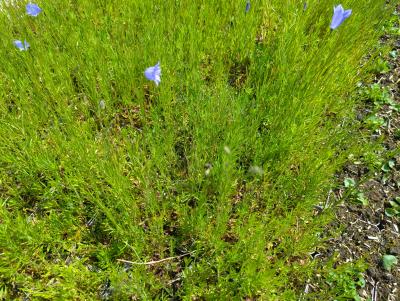 Bild von /bilder/bluehapp/thumb/camro_Campanula_rotundifolia_P-1647800001_T-k_Y-24_K-20_84818_aktiv_.jpg