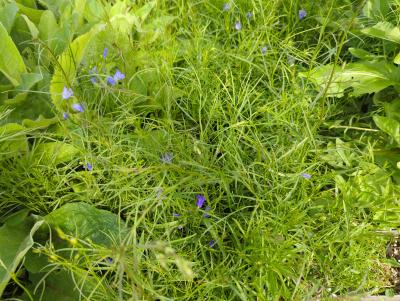 Bild von camro_Campanula_rotundifolia_P-1647800004_T-k_Y-22_K-23_54536_aktiv_.jpg