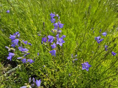 Bild von /bilder/bluehapp/thumb/camro_Campanula_rotundifolia_UGNB_P-1647800001_T-k_Y-25_K-24_71731.jpg